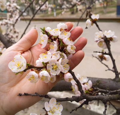 杏树开花。