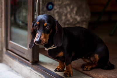 腊肠犬(狗)