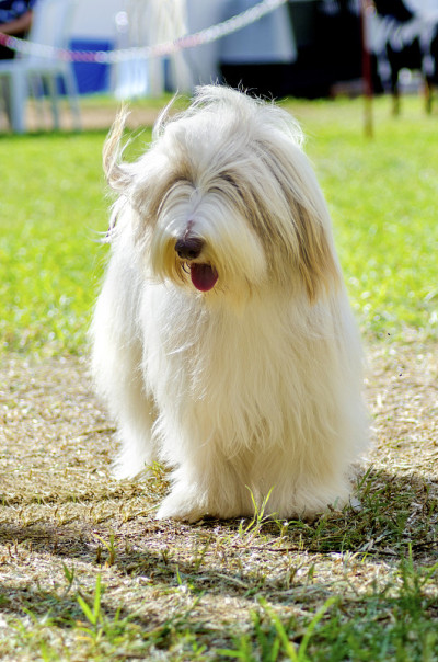 古代长须牧羊犬