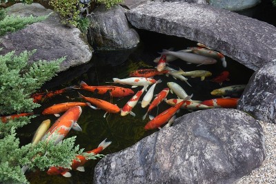 日本彩色鲤鱼(西海鲤)。