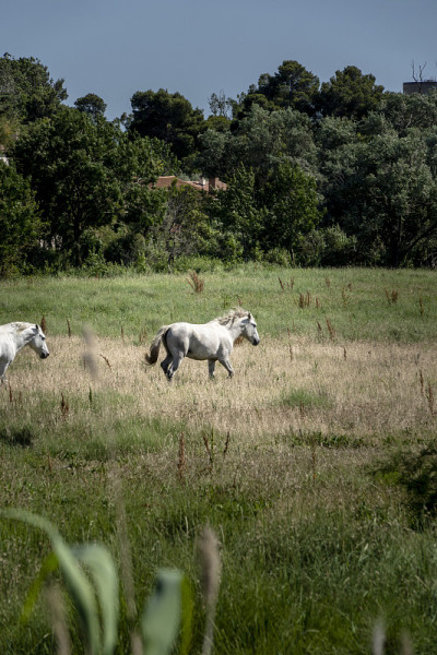 Camargue horses