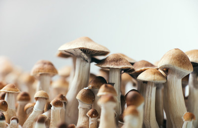 神奇迷幻蘑菇