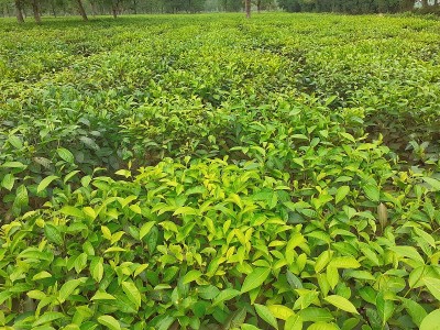 绿茶的花园。印度阿萨姆邦的茶叶农业