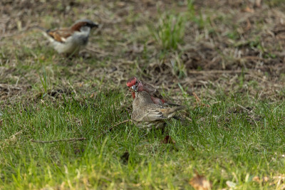 家雀(Carpodacus mexicanus)