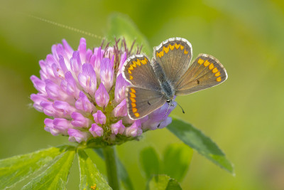 棕色黑斑蝶，Aricia agestis，俯视图，张开翅膀