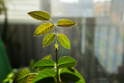 显微镜下的蜘蛛螨快速地沿着缠绕在室内植物叶子上的蜘蛛网移动。