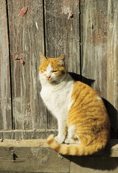 街猫