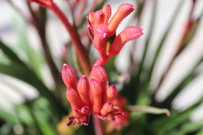 袋鼠爪植物上的红花花瓣