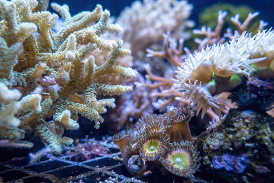 珊瑚和海葵附着在水族馆粗糙的底部表面