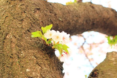 樱花盛开，春暖花开，鲜花盛开，道路、树木、鲜花盛开，节日喜庆