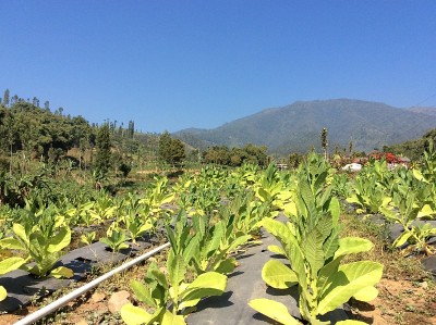 烟草种植园