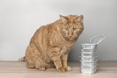 滑稽的姜黄色的猫坐在旁边的食物碗在桌子上。