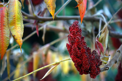 Rhus typhina