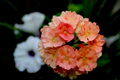 珊瑚花
