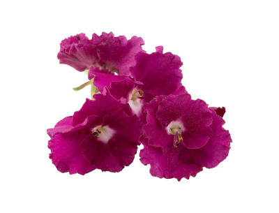 紫色的花