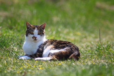 草丛中的猫