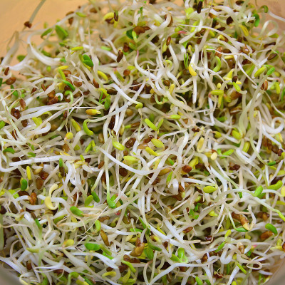 紫花豆芽