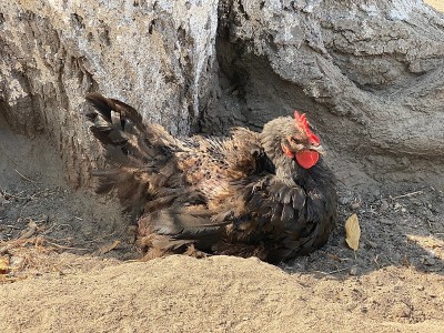 深色的大鸡和鲜红色的扇贝在农场休息
