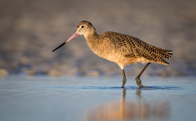 佛罗里达州的大理石Godwit