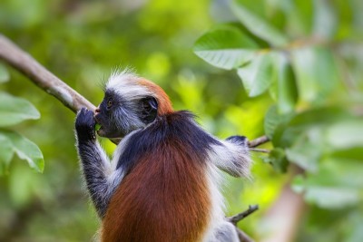 濒临灭绝的桑给巴尔红疣猴(Procolobus kirkii)，桑给巴尔Jozani森林