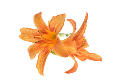 百合橙黄花菜/萱草/