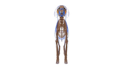 颧肌为医学概念3D狗的肌肉解剖