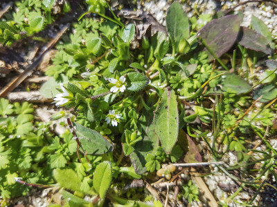 四雄蕊毛蕊或海鼠耳