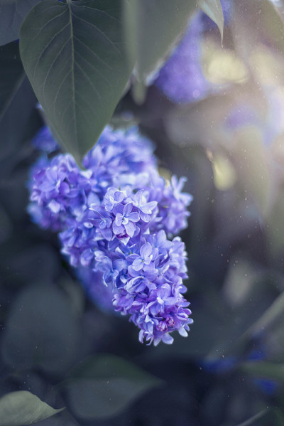 花背景，紫丁香花