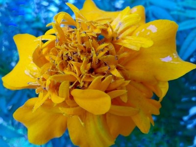 黄色的宇宙花