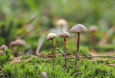山布朗尼(Deconica montana)——不能吃的