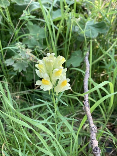 普通Linaria vulgaris，常见的蟾蜍
