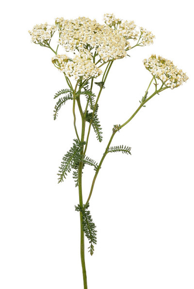 蓍属原花