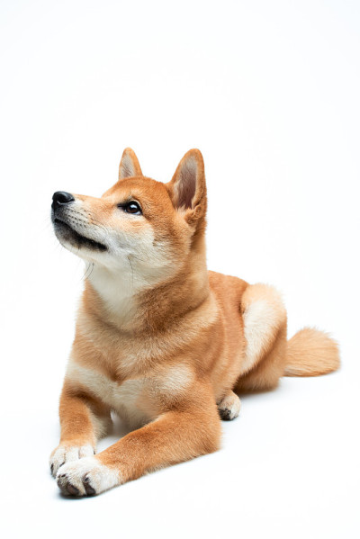 柴犬小狗