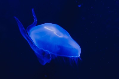 水母