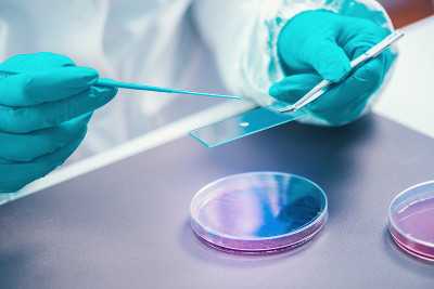 微生物学家检查培养皿，观察细菌生长