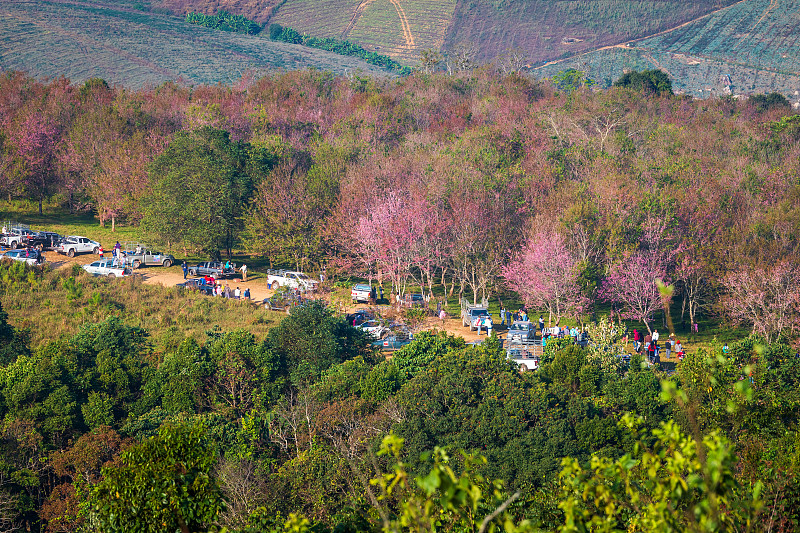 樱花樱或野生喜马拉雅樱桃，巨虎花在Phu Lom Lo, phtchaboon，泰国。2019年2月