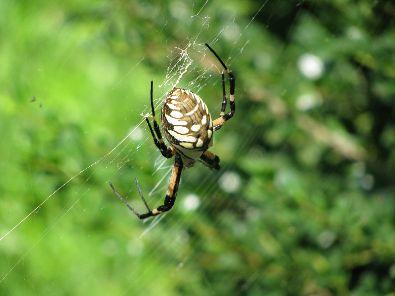 Argiope Aurantia-黑色和黄色花园蜘蛛