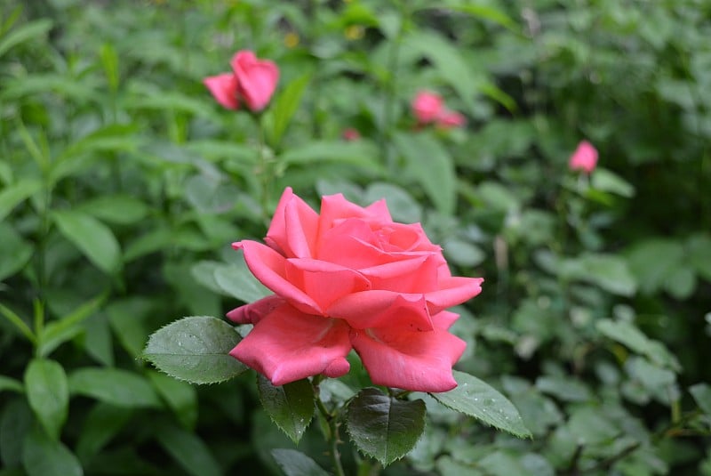 花园里的春玫瑰丛中。盛开的玫瑰花蕾和玫瑰花蕾。没有photoshop的魔术镜头。