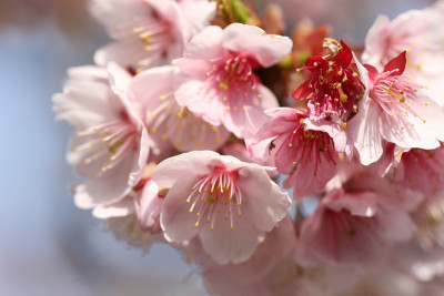 梅花