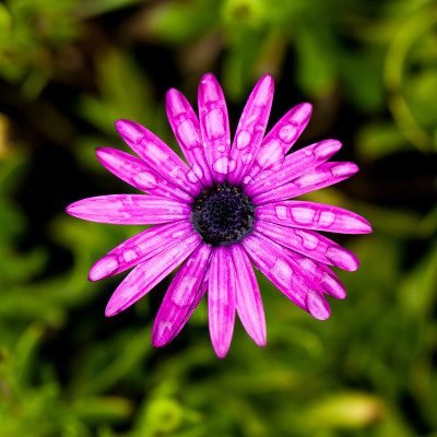 雏菊花