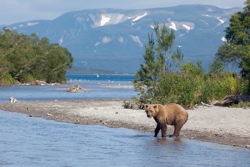 棕熊(Ursus arctos)灰熊过河。野生棕熊在河里钓鱼吃鲑鱼。前视图。