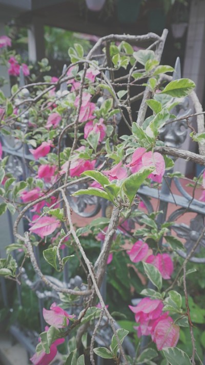 纸的花