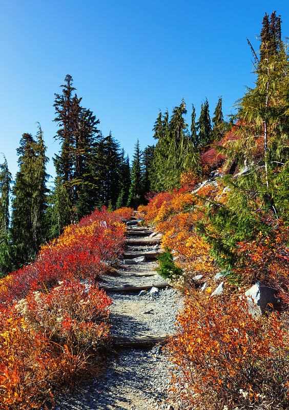 秋天在华盛顿州的雷尼尔山徒步旅行