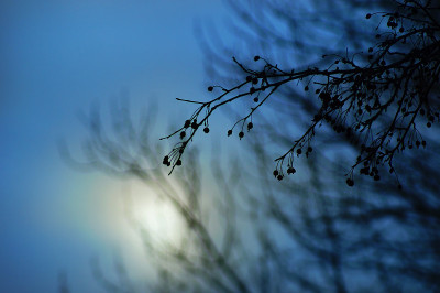 最冷的一天:Prunus pensylvanica fruit (pincherry)