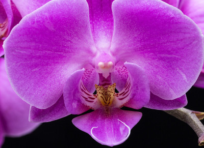 粉红色条纹兰花花
