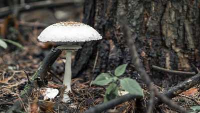 一种生长在森林中的白色真菌Macrolepiota excoriata