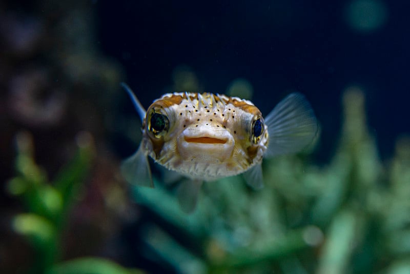 水族馆中的长刺豪猪鱼