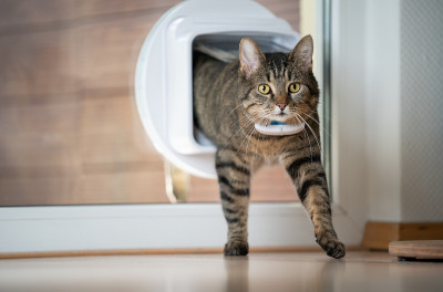 猫瓣窗口