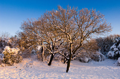 树在雪的日落