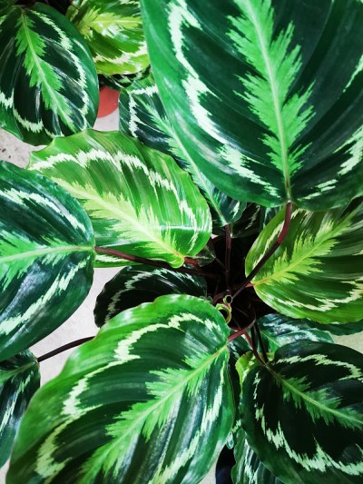 calathea绿色